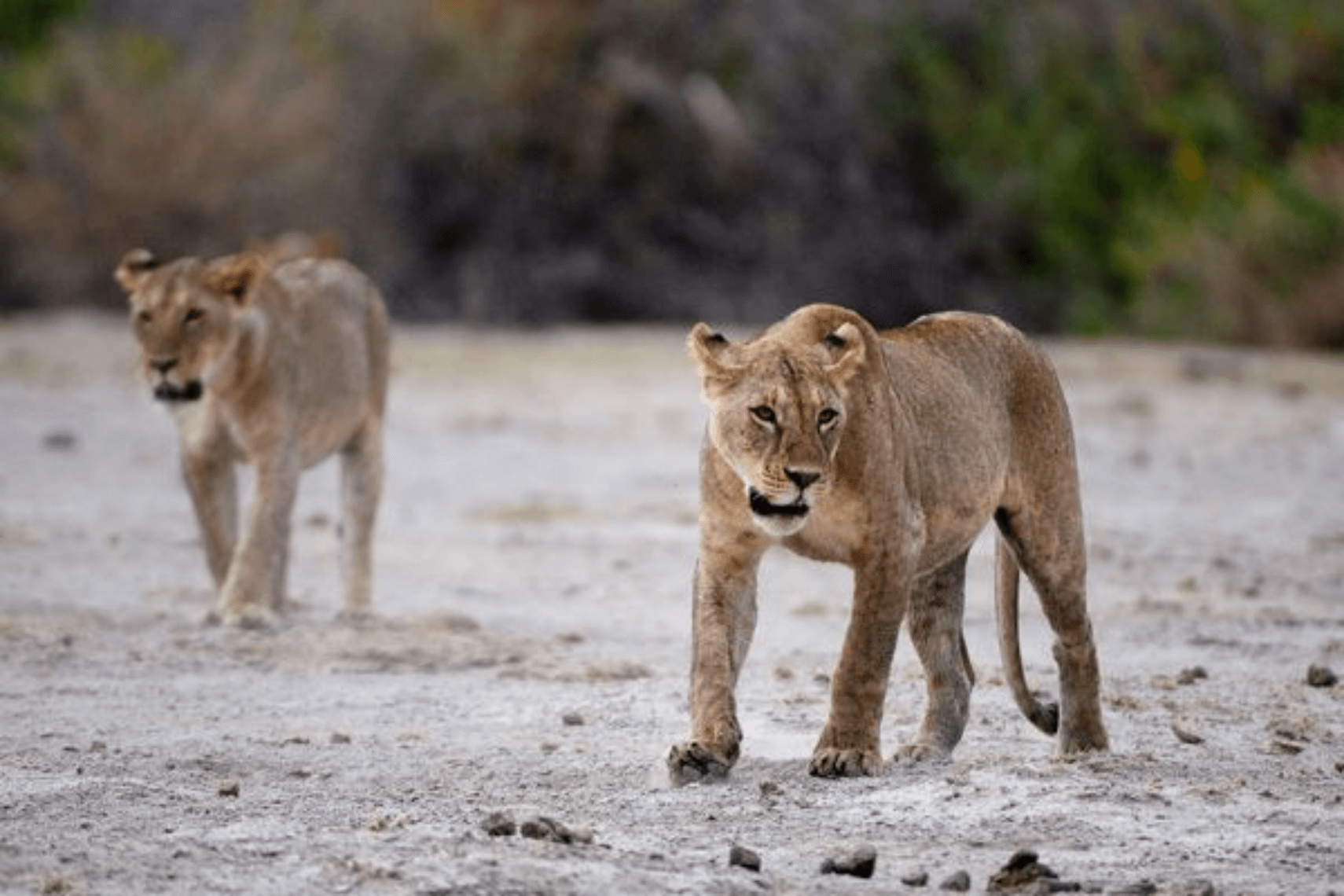 Duba plains Leopards