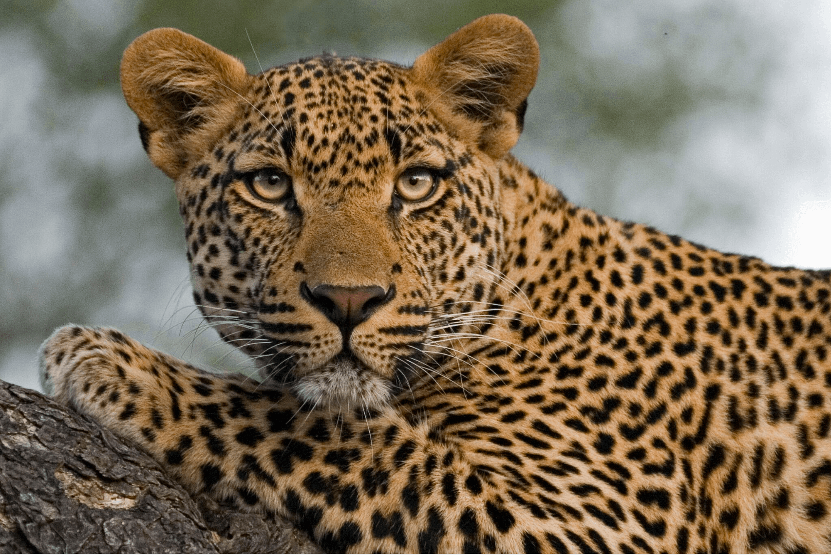 Londolozi Leopard