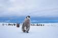 Penguins in Antarctica